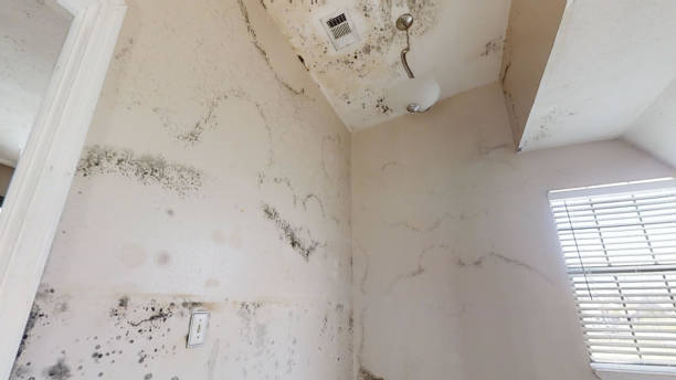 Mold Remediation for Vacation Homes in Granger, TX
