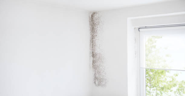 Best Mold Documentation for Insurance Claims  in Granger, TX