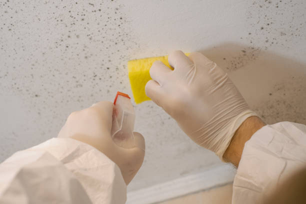 Best Commercial Mold Inspection  in Granger, TX