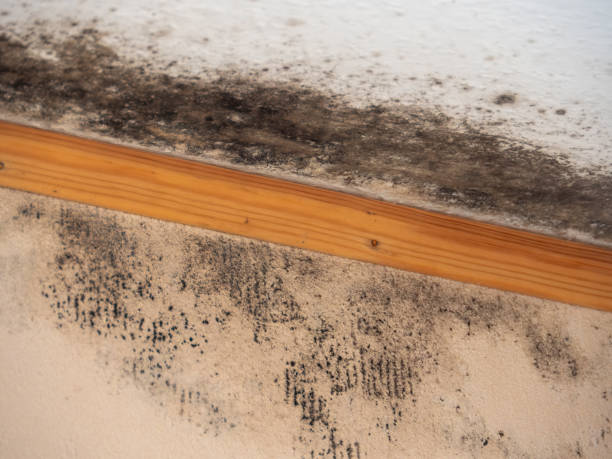 Best Mold Prevention Services  in Granger, TX