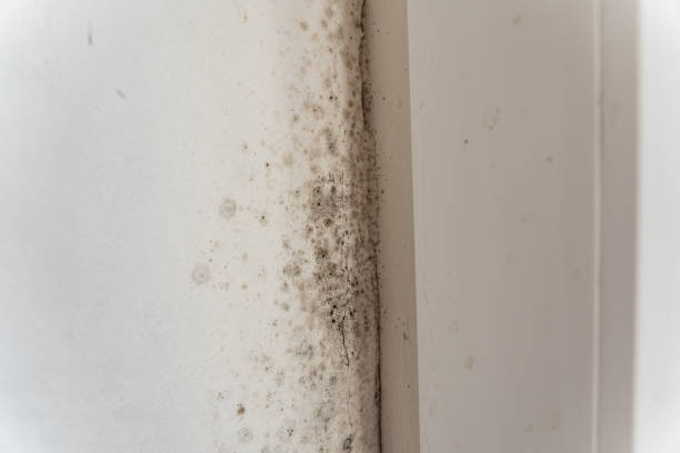 Best Crawl Space Mold Remediation  in Granger, TX