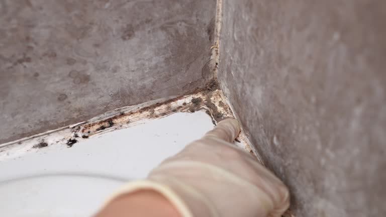 Best Attic Mold Removal  in Granger, TX