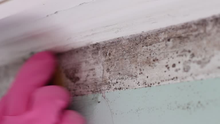 Best Real Estate Mold Inspection  in Granger, TX